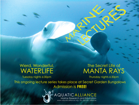 snorkeling bali and manta ray conservation during your lembongan snorkeling tour