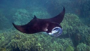 Manta ray encounter