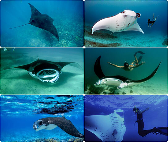 Manta Bay Nusa Penida snorkeling manta ray interaction while snorkeling in Nusa Penida