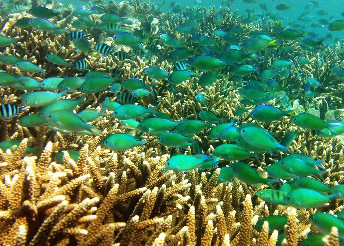 Mangrove point has the best snorkeling in Bali