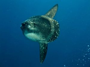 sunfish of crystal bay located in nusa penida