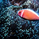 Crystal Bay has most of the best snorkeling in Bali