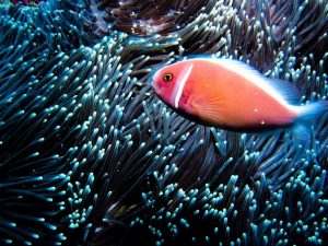 Crystal Bay has most of the best snorkeling in Bali