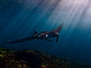 First time in the manta bay of Penida