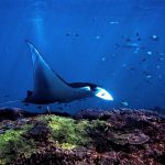 Manta encounter while snorkeling in Nusa Lembongan
