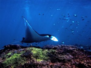 Manta encounter while snorkeling in Nusa Lembongan