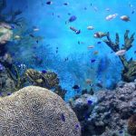 nusa lembongan snorkeling with the best reef
