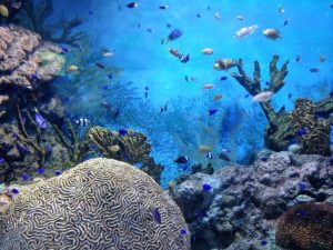 nusa lembongan snorkeling with the best reef
