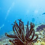 mangrove lembongan and its healthy reef