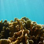 the mangrove of nusa lembongan