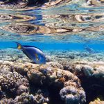 nusa lembongan snorkeling tour in the mangrove
