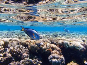 nusa lembongan snorkeling tour in the mangrove