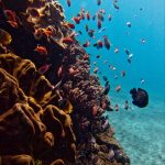 the reef of mangrove nusa lembongan