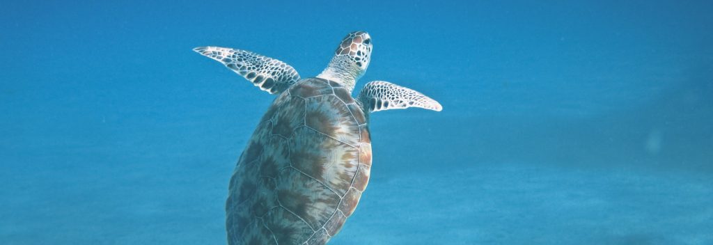 nusa lembongan snorkeling turtle meeting