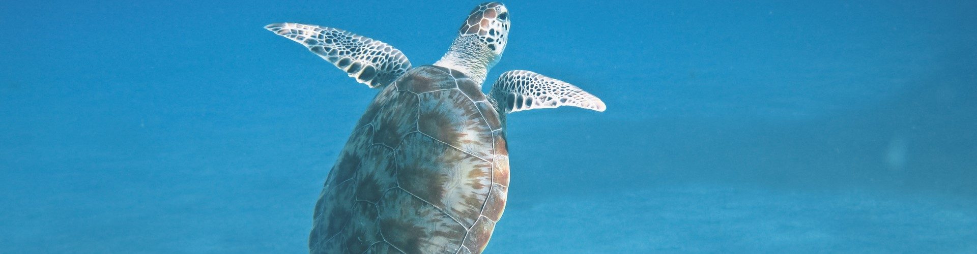 nusa lembongan snorkeling turtle meeting